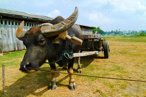 Water buffalo with background photo