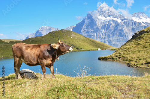 Cows in Alpine meadow. Jungfrau region  Switzerland