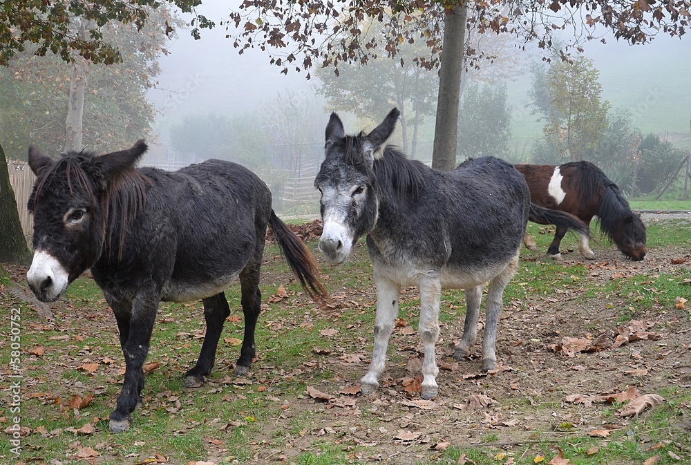 Naklejka premium Asini