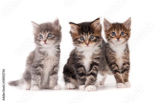 Three kittens isolated on white