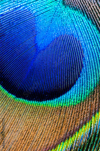 peacock feather closeup