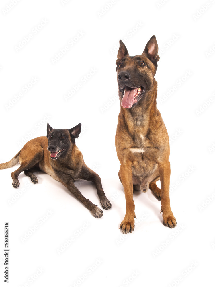 Malinois sheepdog on a white background