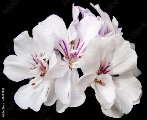 Tableau sur toile white geranium with a dark background
