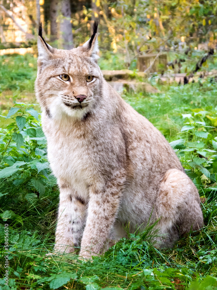 Obraz premium luchs