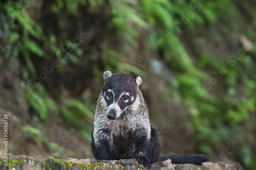 white nosed coati