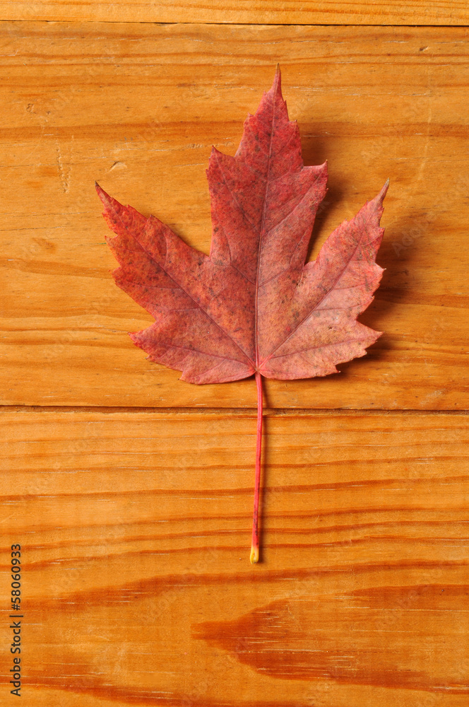 Beautiful autumn leaf background