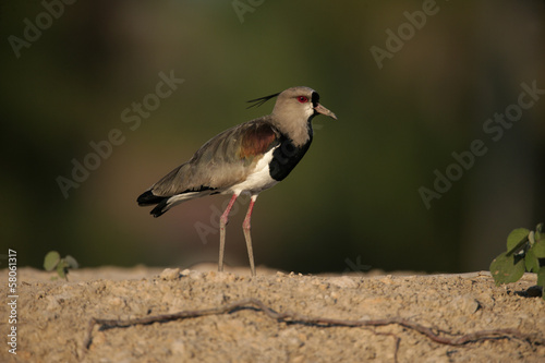 Southern lapwing,  Vanellus chilensis photo