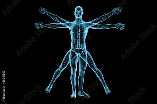 Human body of a Vitruvian man with skeleton for study