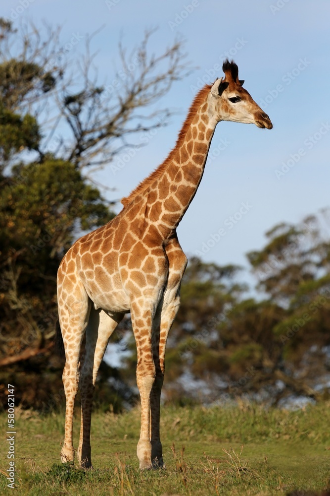 Obraz premium Giraffe in Africa