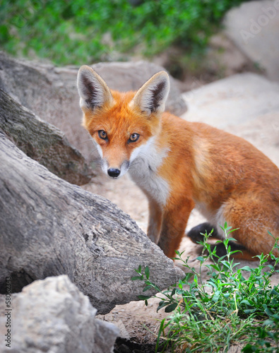Red Fox Cub © nmelnychuk