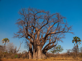 Leinwandbilder Baobab Gewaltiger Baobab im Buschland Afrikas  © pyty