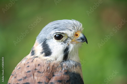 Closeup of a American Kestrel (Sparrow Hawk)