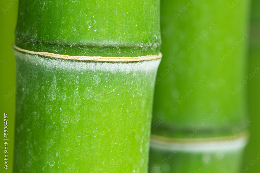 Fototapeta premium Bamboo macro