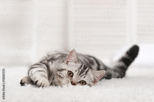Cat on the carpet