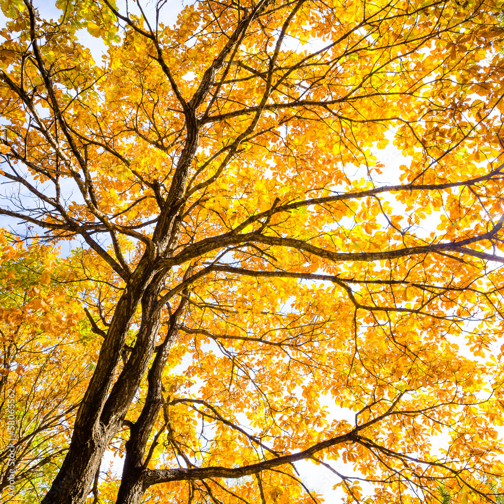 autumn leaves background in sunny day autumn leaves background in sunny day