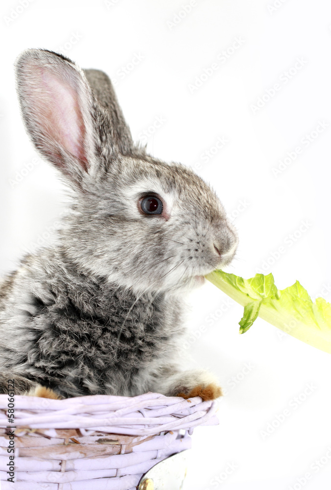Naklejka premium Gray rabbit