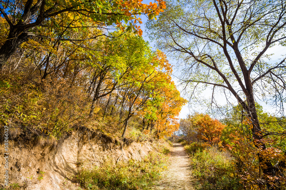 Autumn Pathway