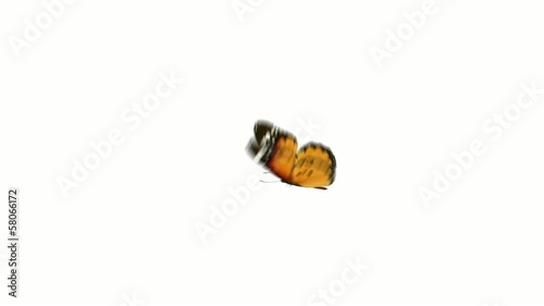 flight monarch butterfly on a white background
