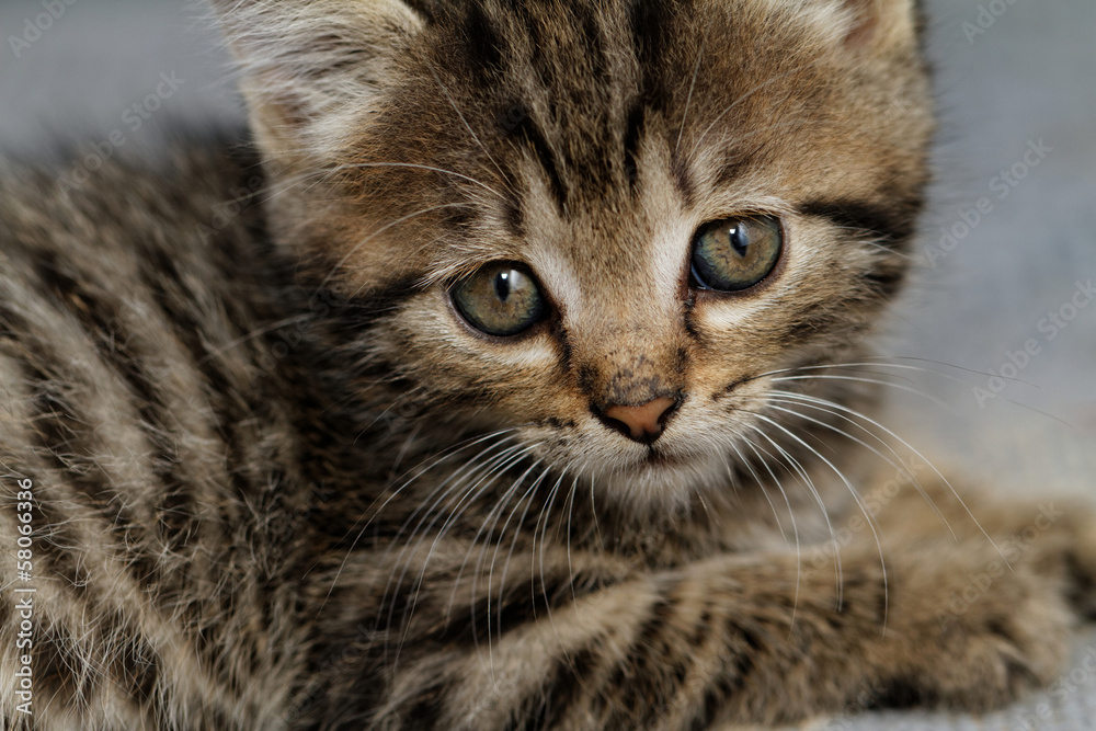 Tabby kitten Tabby kitten