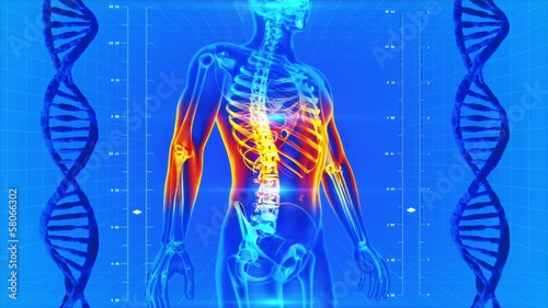 looping animation of X-Ray of Human skeleton