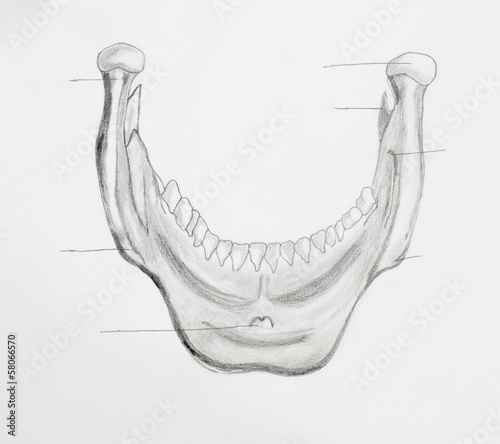 Tablou pe pânză Detail of mandible pencil drawing on white paper