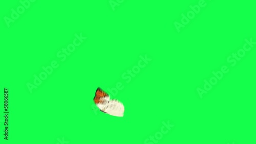 white butterfly on a green background