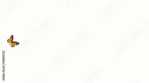 flight monarch butterfly on a white background