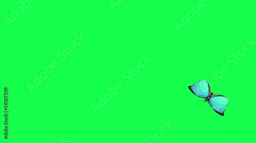 blue butterfly with alpha channel