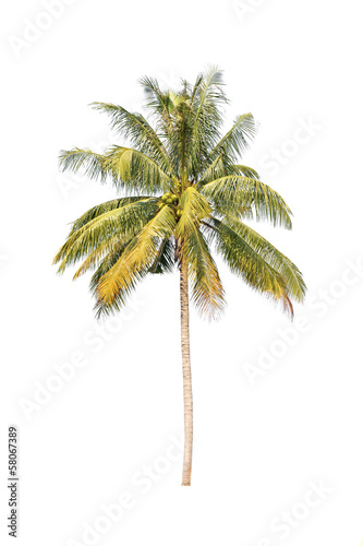 coconut palm trees isolated on white background