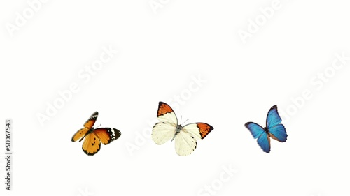 three butterflies with alpha channel