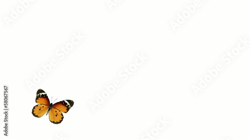 flight monarch butterfly on a white background