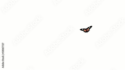 butterfly with alpha channel