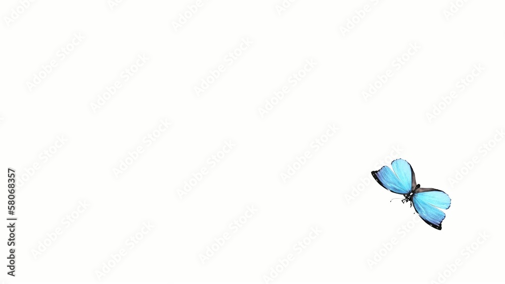 beautiful butterfly flying on a white background alpha channel beautiful butterfly flying on a white background alpha channel