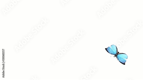 beautiful butterfly flying on a white background alpha channel