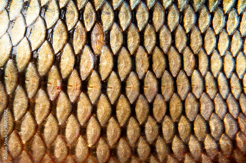 Scales of fish. carp