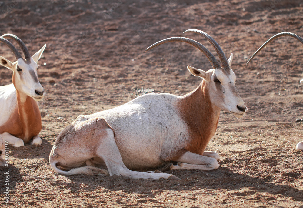 Oryx algazelle