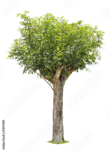 Single young tree with green leaves