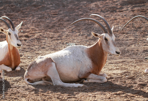 Oryx algazelle photo