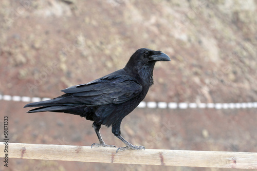 Grand corbeau photo
