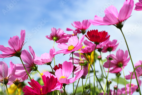 Pink Cosmos blooming on blue sky background