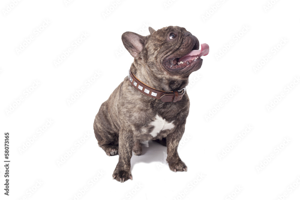 French Bulldog