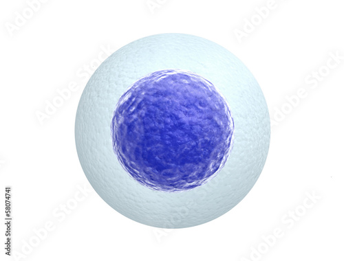 Human egg cell isolated on white background