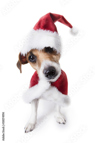 Cute small new year dog dressed as Santa Claus © Iryna&Maya