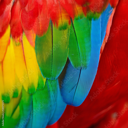 Scarlet Macaw feathers