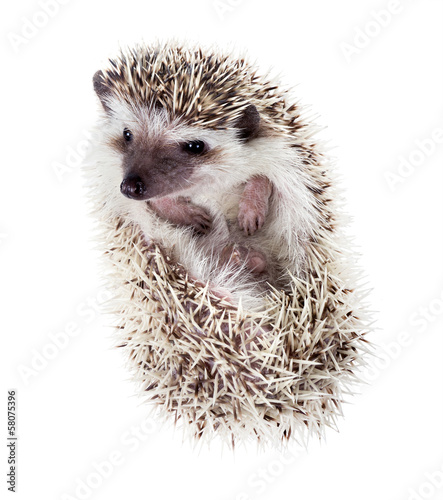 Funny hedgehog (Atelerix albiventris) watches from the tangle