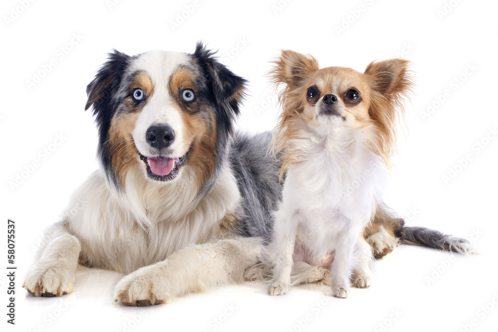 australian shepherd and chihuahua