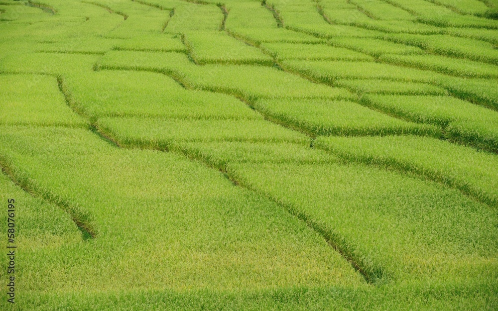 Green Terraced Rice Field