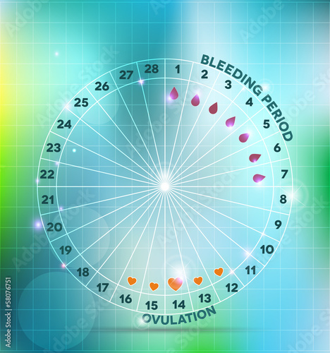 Menstrual cycle wheel. Average menstrual cycle.