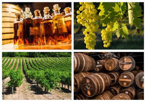 collage about vineyard and wine industry