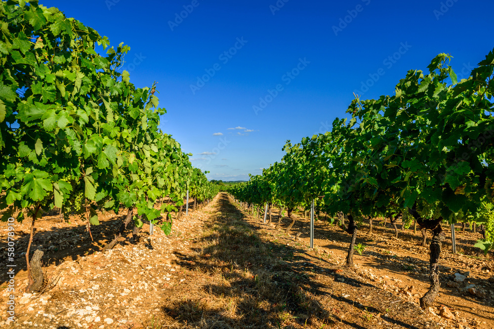 beautiful rows of grapes before harvesting  in a french vineyard